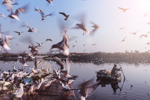 A fisherman rowboat surrounded by a flock of seagulls on a serene lake at sunrise.