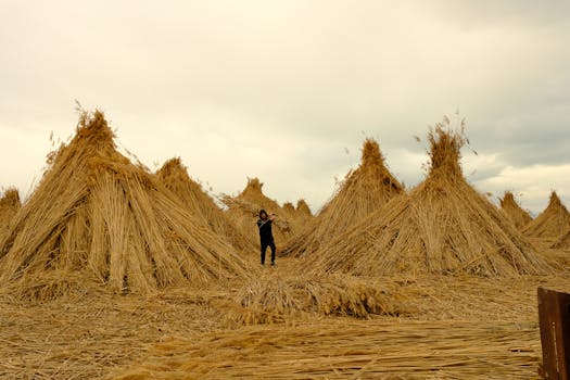 A lone violinist stands amid large straw piles in a field, creating a serene rural atmosphere.